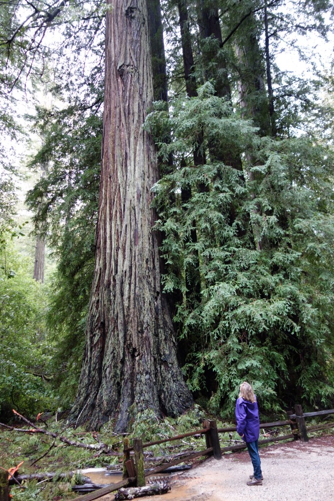 What a big tree you have - Julie dwarfed by a monster conifer