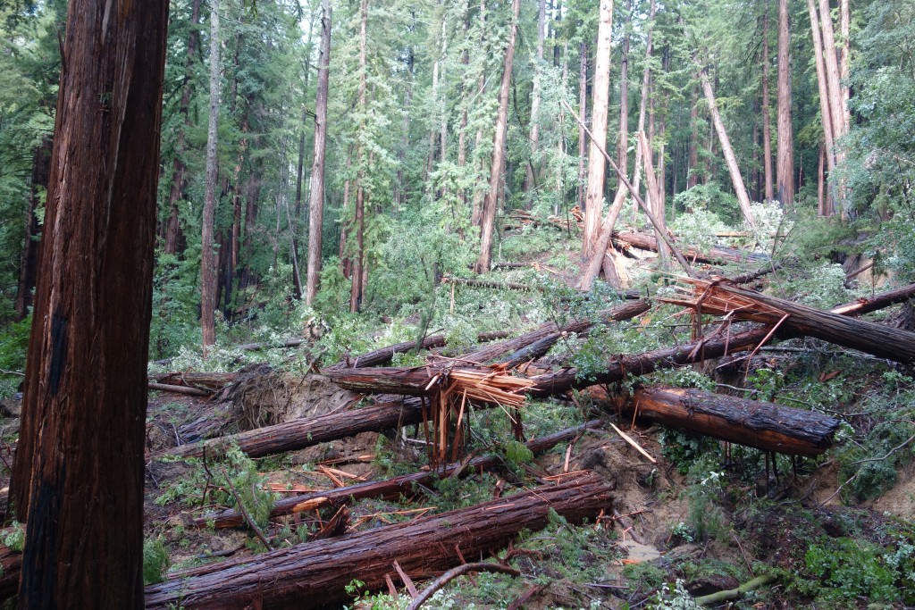 At one stage of the walk we came to a section where a landslide had caused up to 50 giant trees to fall, completely blocking our path