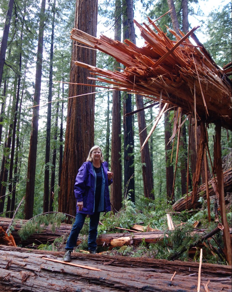 We had to scramble over the fallen logs to find a way through - here Julie is standing under a giant tree snapped like a match stick, such was the force of this crashing forest