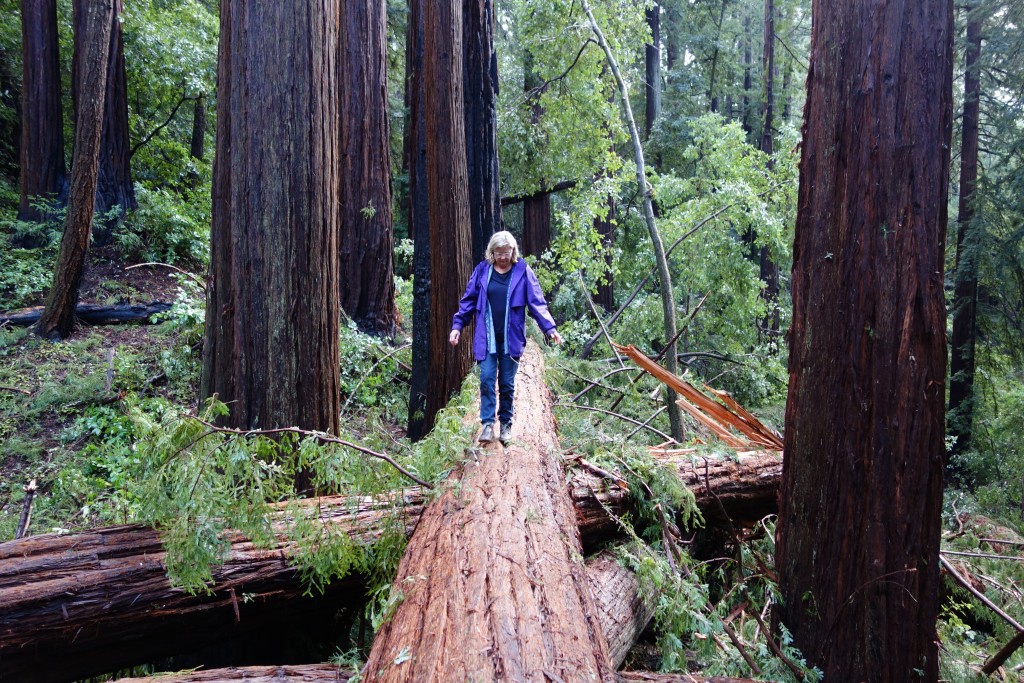 Dont slip off - using fallen trees to help us cross the area devastated by these giant fallen trees