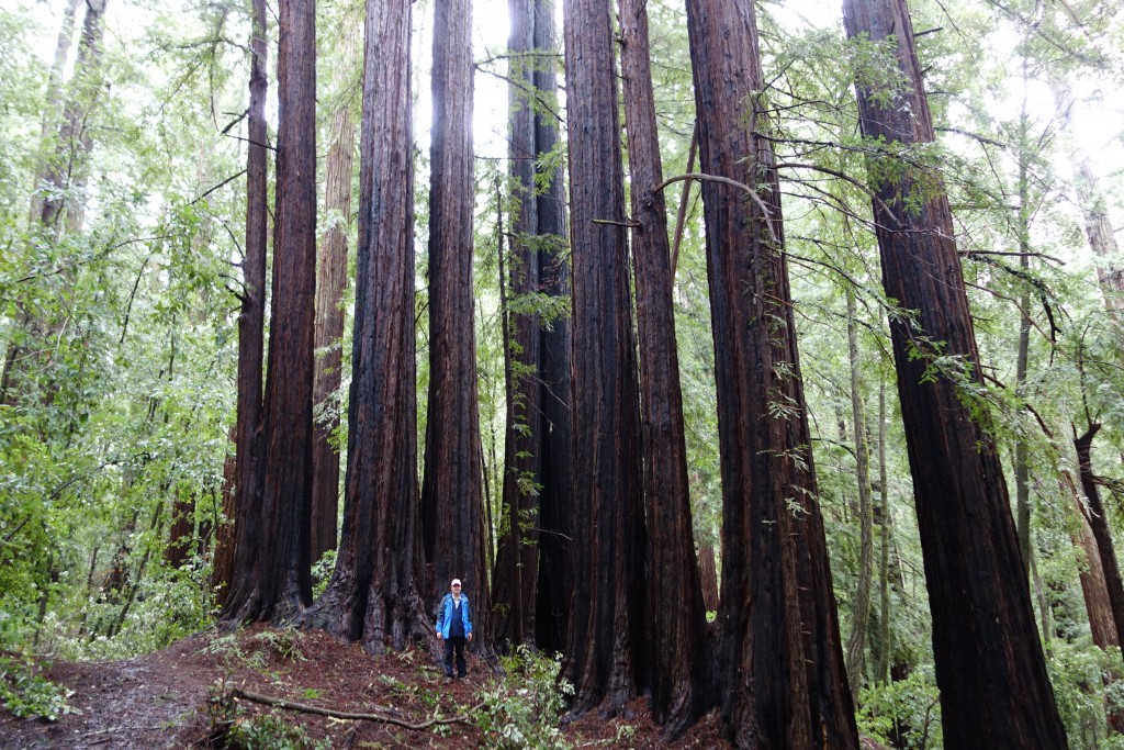 Walking amongst giants - these beautiful graceful trees make you feel good but also a bit insignificant