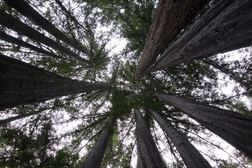 Dizzy stuff looking straight up in the middle of a grove of California Redwoods