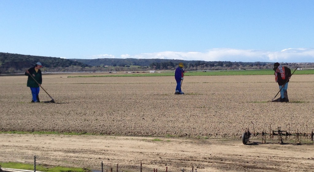 These giant charactures in the fields near Salinas celebrate the field workers who help make the valley such a prosperous agrigultural area