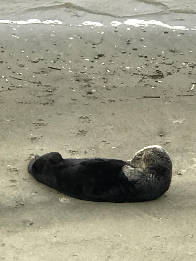 This guy looks like he's asleep on the beach