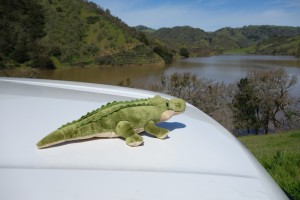 Our well travelled mascot, Dusty the crocodile, enjoyed the views on the way into the ranch