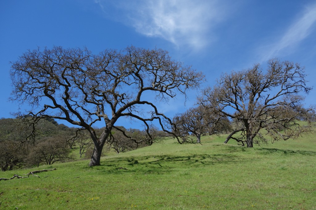Oak trees live for hundreds of years and set a nice scene on the green hills