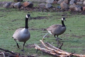 This pair of Canadian geese weren't too happy we took their camping spot and they let us know about it, loud and clear 