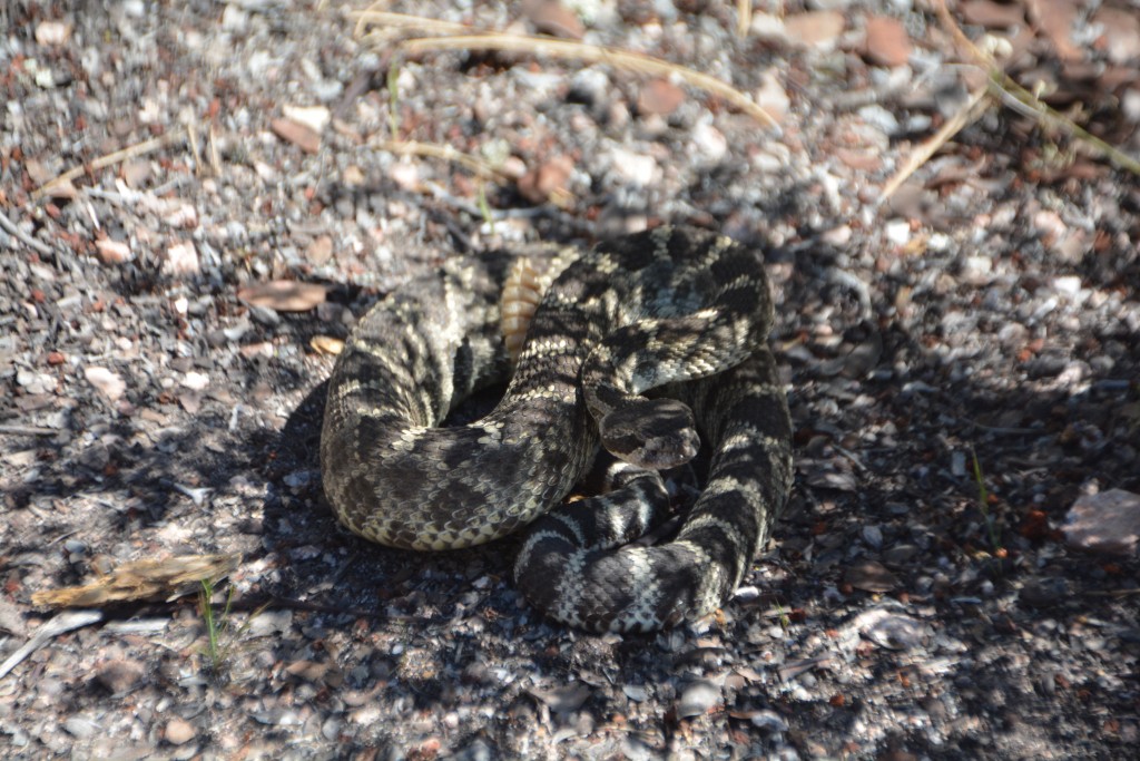 A rattlesnake can either make your day or ruin it - this one was one of our highlight