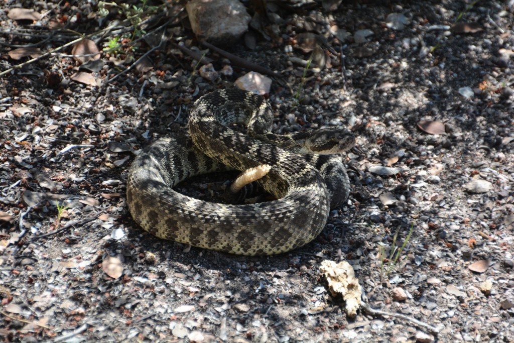 This friendly rattlesnake was resting in some shade on the side of the track - but rattled his tail to warn us away - it worked!