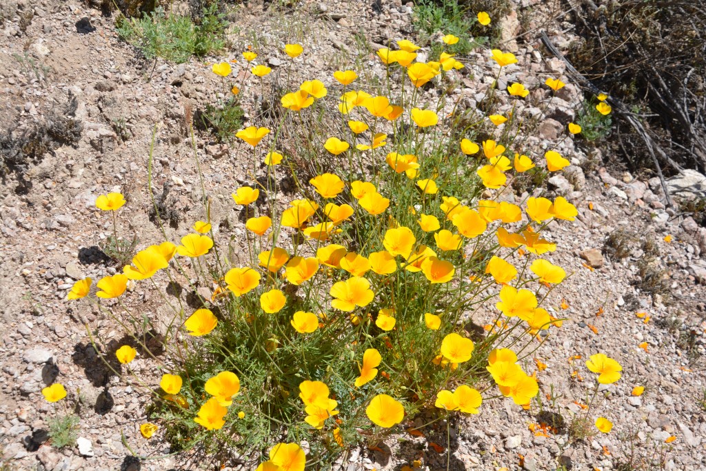 It wasn't all scary stuff - these beautiful poppies added another colour to the mountain scene