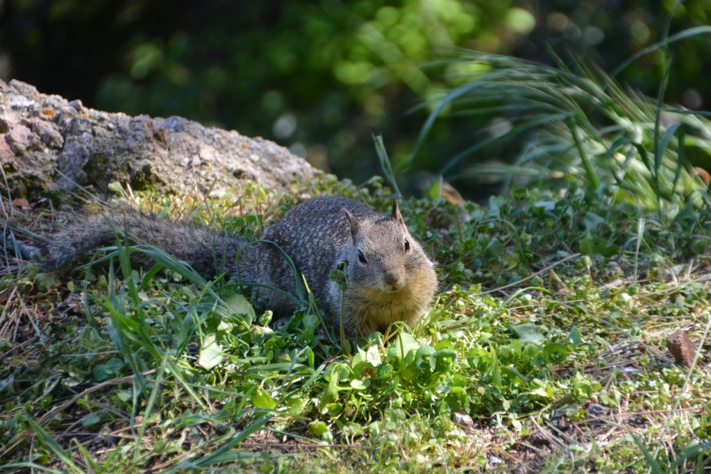Its not all dramatic snakes and birds, here's a cute little ground squirrel checking us out