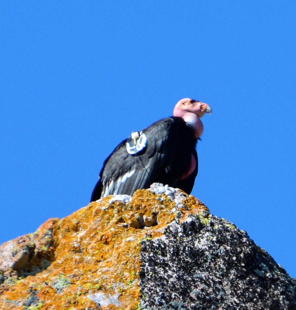 The majestic California Condor, this one with his tag clearly visible, sits high on his rock perch with views in all directions