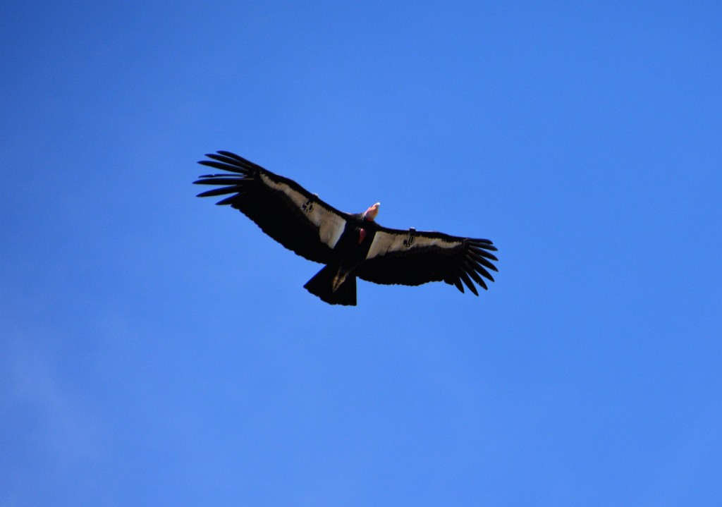 The Condor has one of the longest wingspans of any bird and effortlessly glided over our heads, definitely king of the castle
