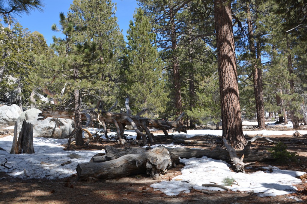 At 8,500 feet there was still plenty of snow on the ground which made the setting even prettier