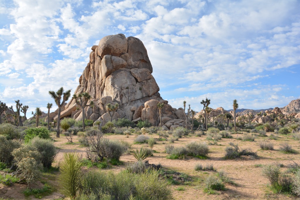 This place does granite rocks and cacti very well