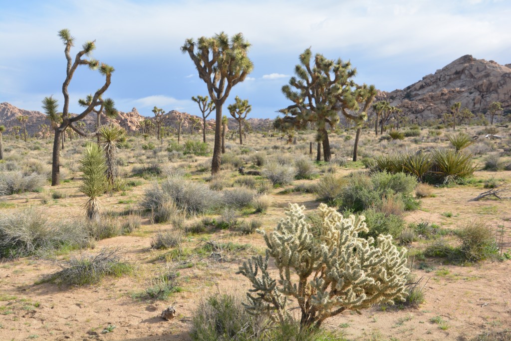 The Joshua tree cactus took on so many shapes and sizes they were always entertaining