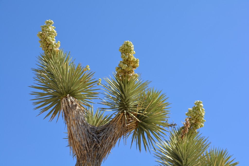 Did you say you wanted to see some blooming Yucca cactus?