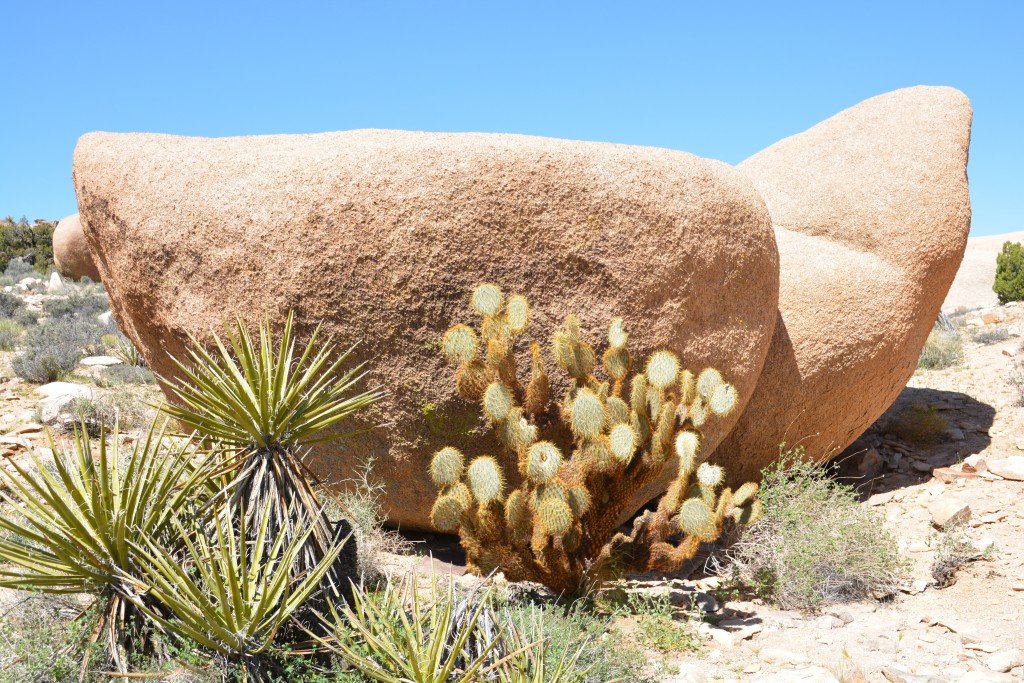 Where cacti and rocks meet
