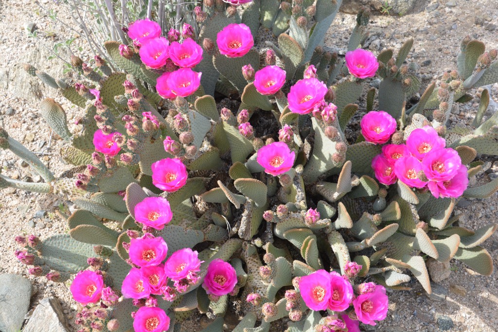 Beautiful blooming prickly pear
