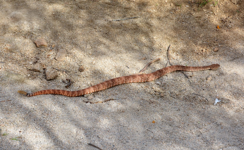 Our second rattlesnake in the first week of our travels - a little disconcerting