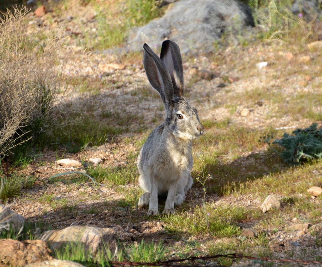 A jackrabbit doesn't seem to mind us admiring his most prominent feature