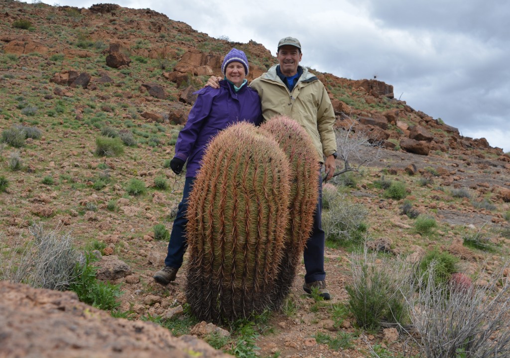 Mr. and Mrs. Barrel Cactus accompanied by two wayward travellers