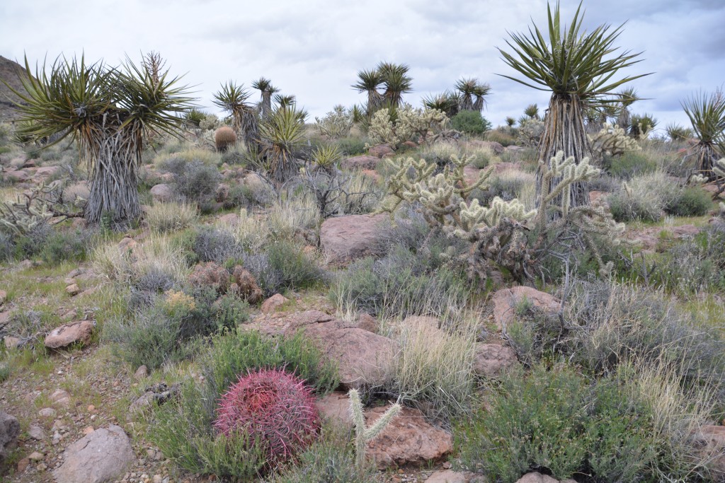 A cactus garden at dusk on our walk back to camp
