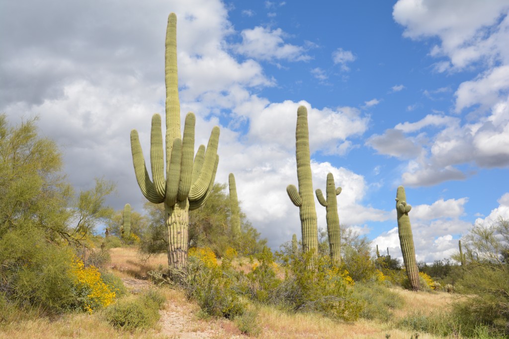 Magnificent saguaro cacti covered the high mountain slopes - great fun to see all their different shapes and sizes
