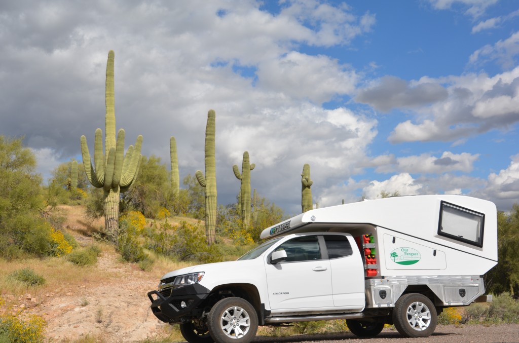 Tramp posing proudly with some beautiful saguaro cacti in Arizona 