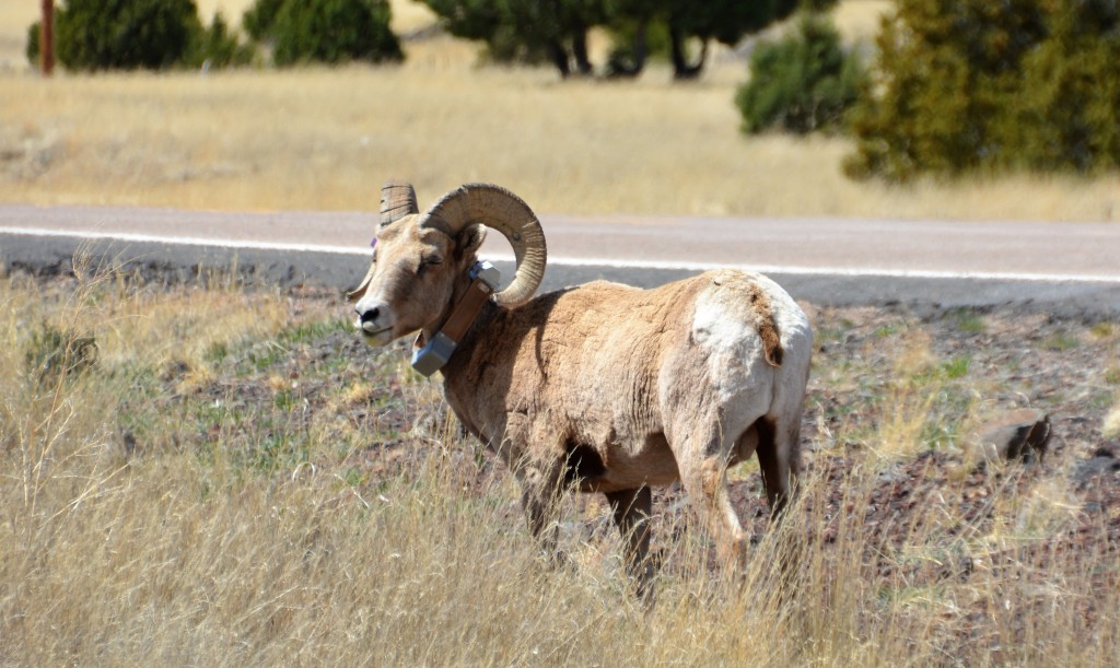 A large big horn sheep grazed by the side of the road as we admired his huge horns - notice his collar acting as a tracking device