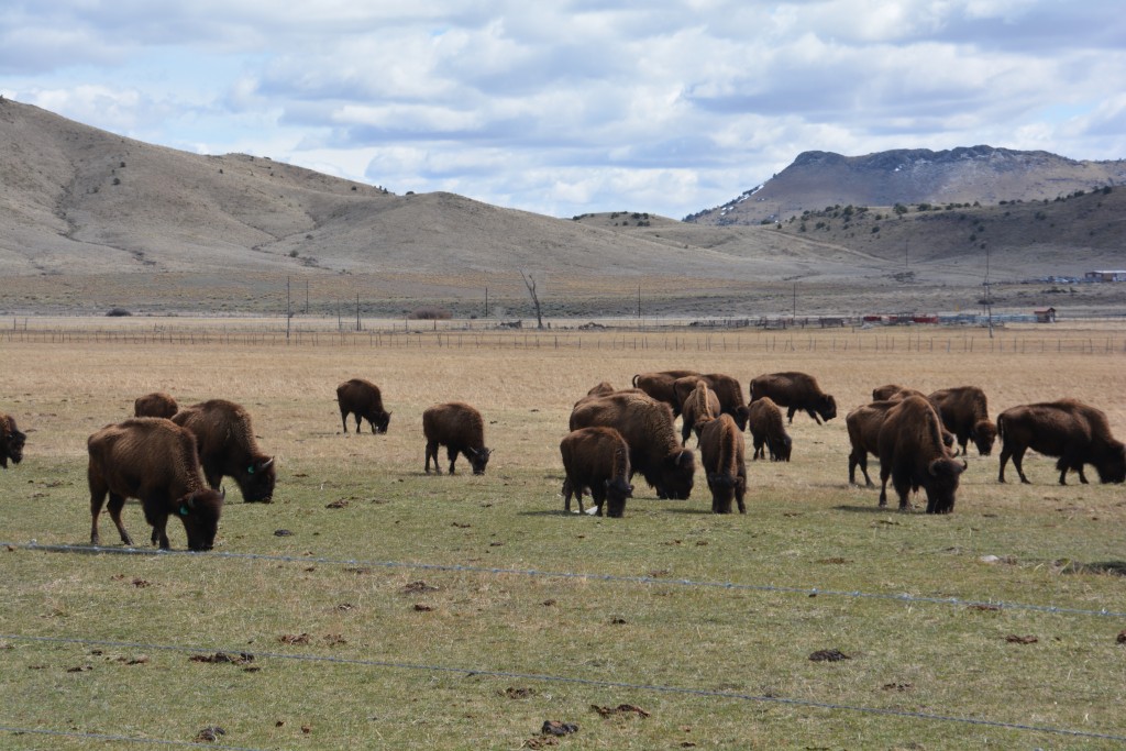 Just like in the wild west, we were crossing the plains when we came across a herd of (not so) wild bison
