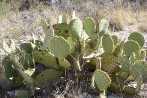 Hang on, is that another green alien hiding amongst the prickly pear?