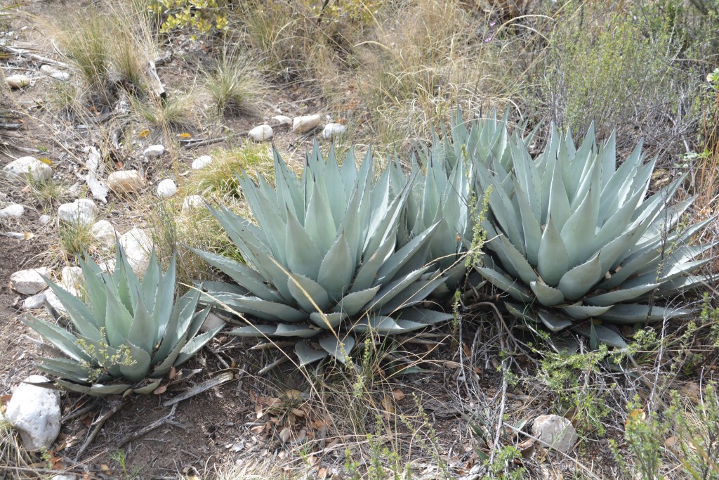 The agave cactus, new to us on this walk but it would be come a common feature over the next few days