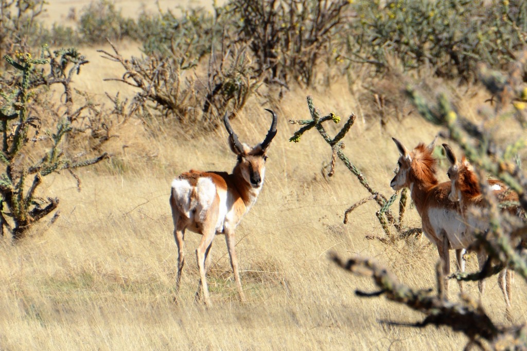 The very handsome male prong horn - a common feature across these dry plains