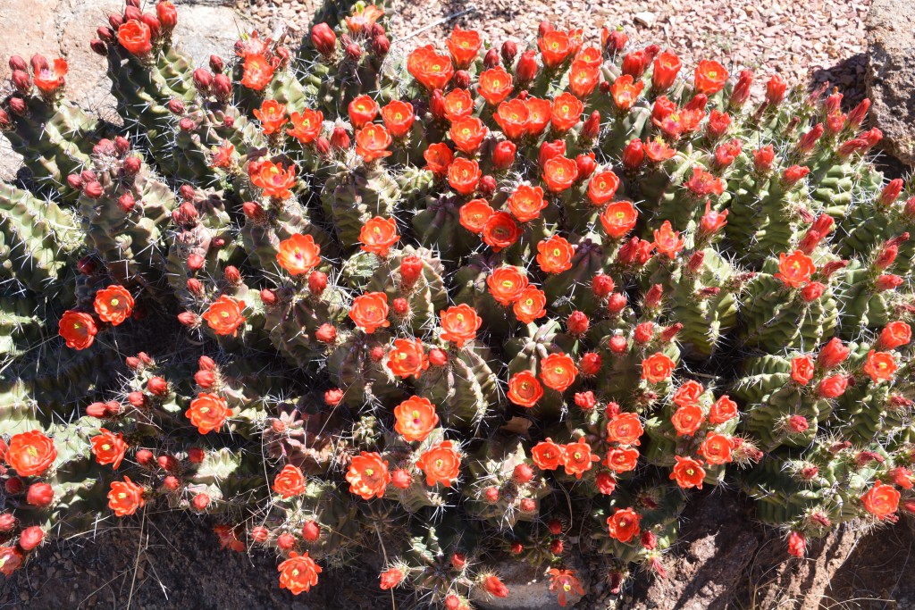 More colourful cacti - most of them hadn't flowered yet but we occasionally came across some good ones