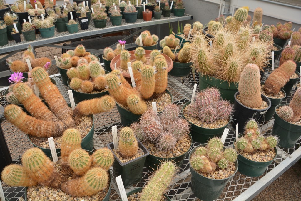You want more cacti? We briefly visited a desert botanical garden that studies cacti - here's some they are growing