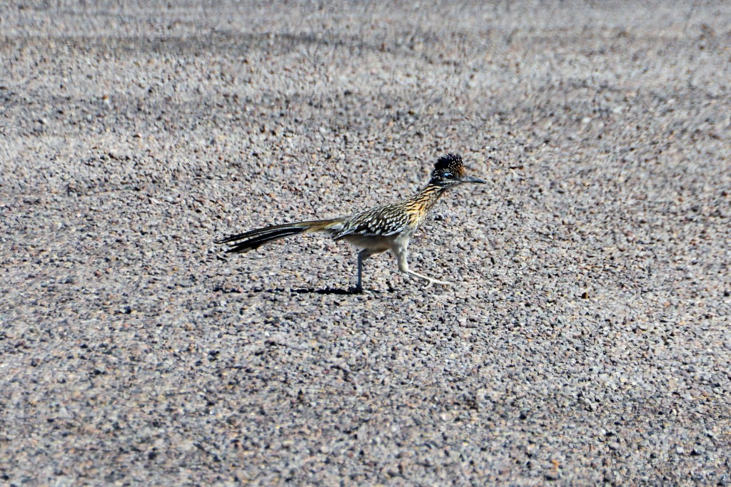 The famous road runner - yes, running across a road