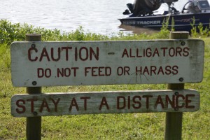 Tip for the day - do not feed the aligators