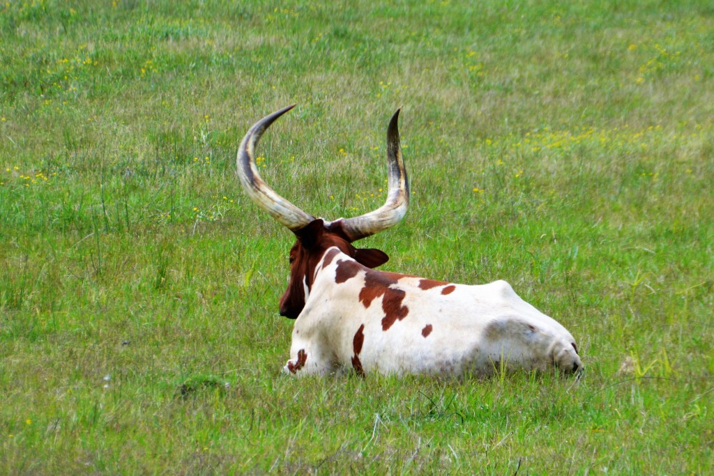 An unexpected site on the bayou - long horn cattle grazing - or resting - in dry paddocks on higher ground