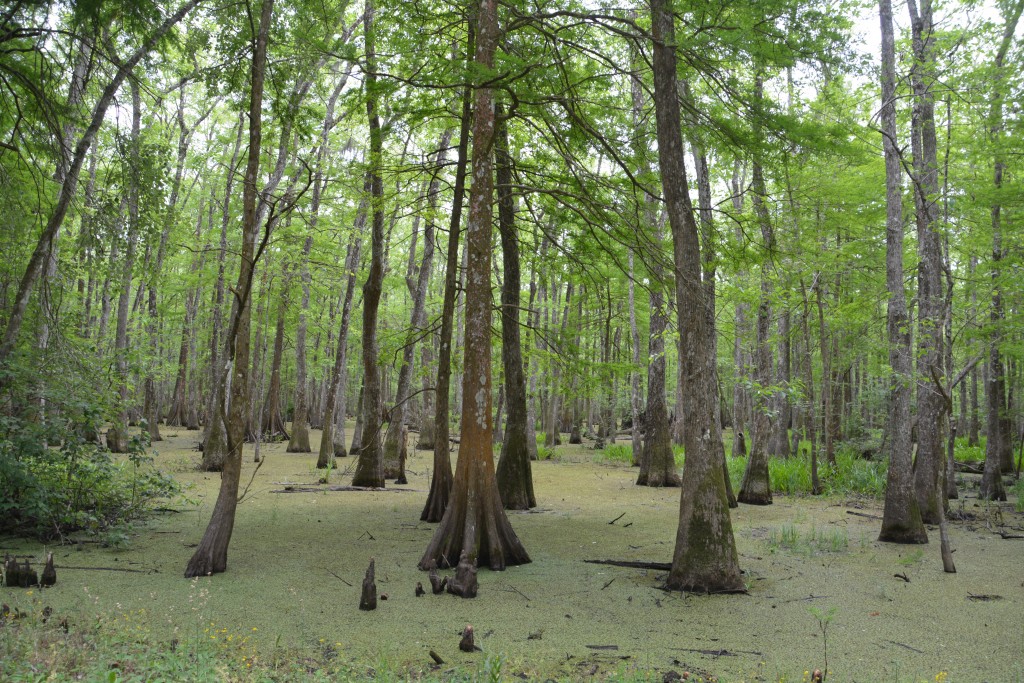 This is deep swampy bayou country - an unappealing green cover hides the water amongst these cypress trees