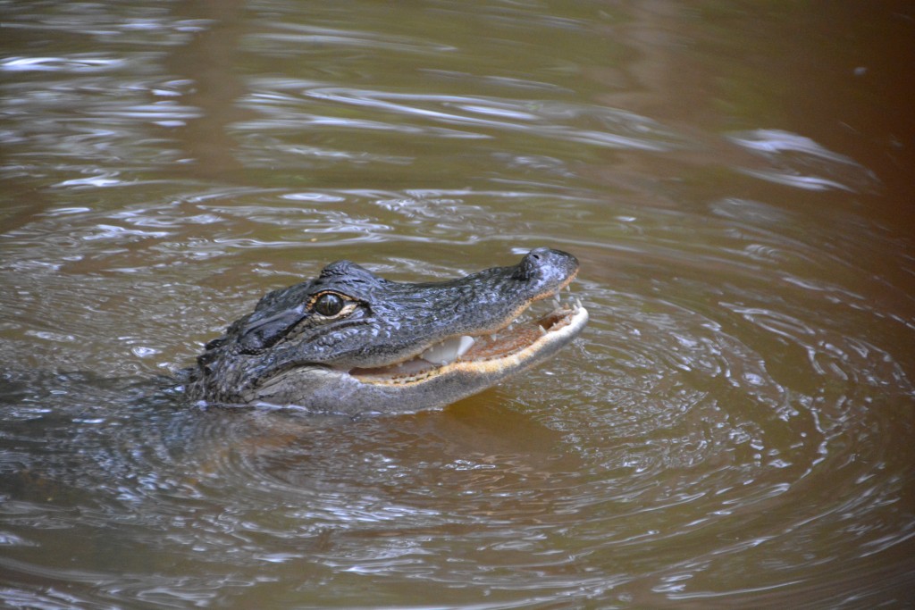 Alligators ply all these waters and we saw many along the way - including this smiling one