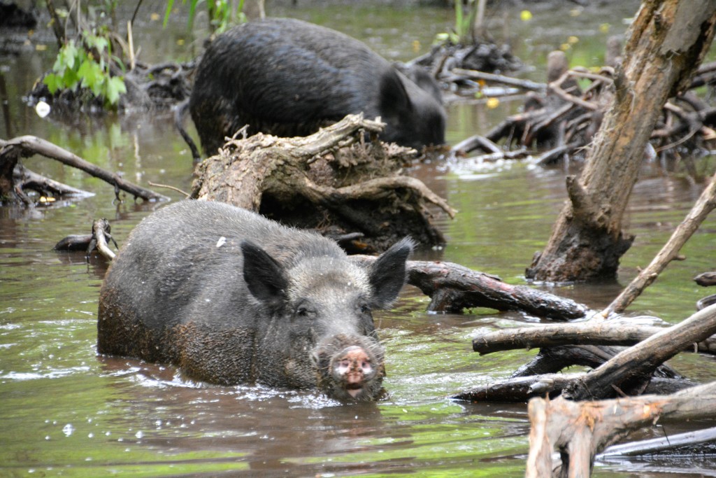 Wild pigs live in the swamp and come out when they see the tourist boats hoping to get fed