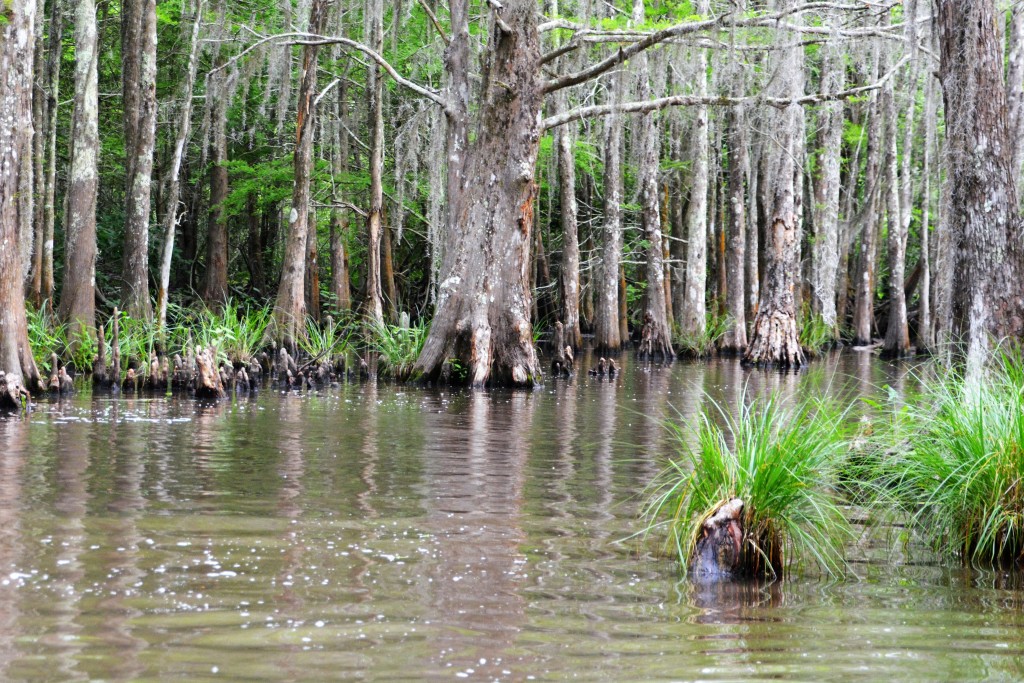 Where does a bayou end and a swamp begin - these beautiful swamp cypresses go either way