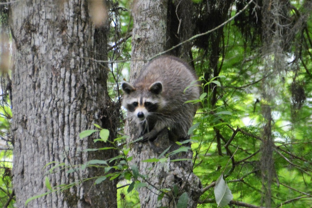 We saw a couple of cute little raccoons in the trees above us in the swamp