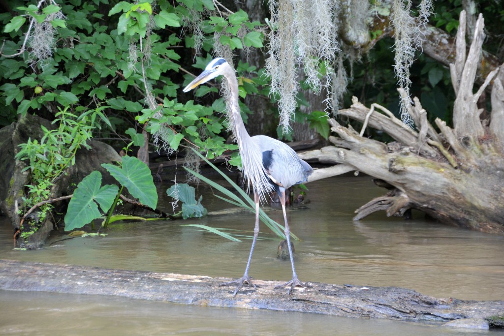 And the graceful Great Blue Heron - actually an aggressive hunter