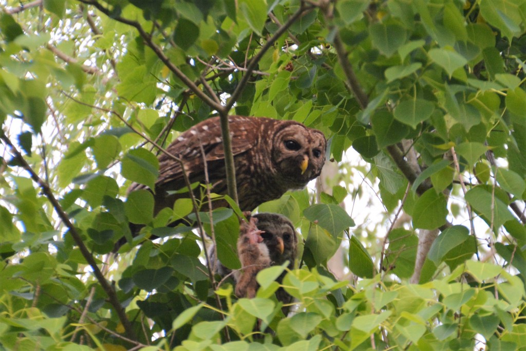 One night in Louisiana we camped near this owl who was feeding her young with the spoils of a rabbit