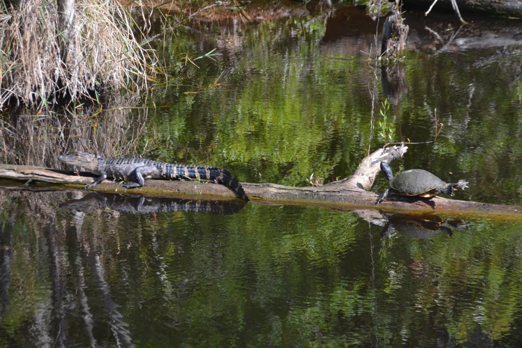A young alligator and turtle share the sunshine on a log in a state park in Mississippi