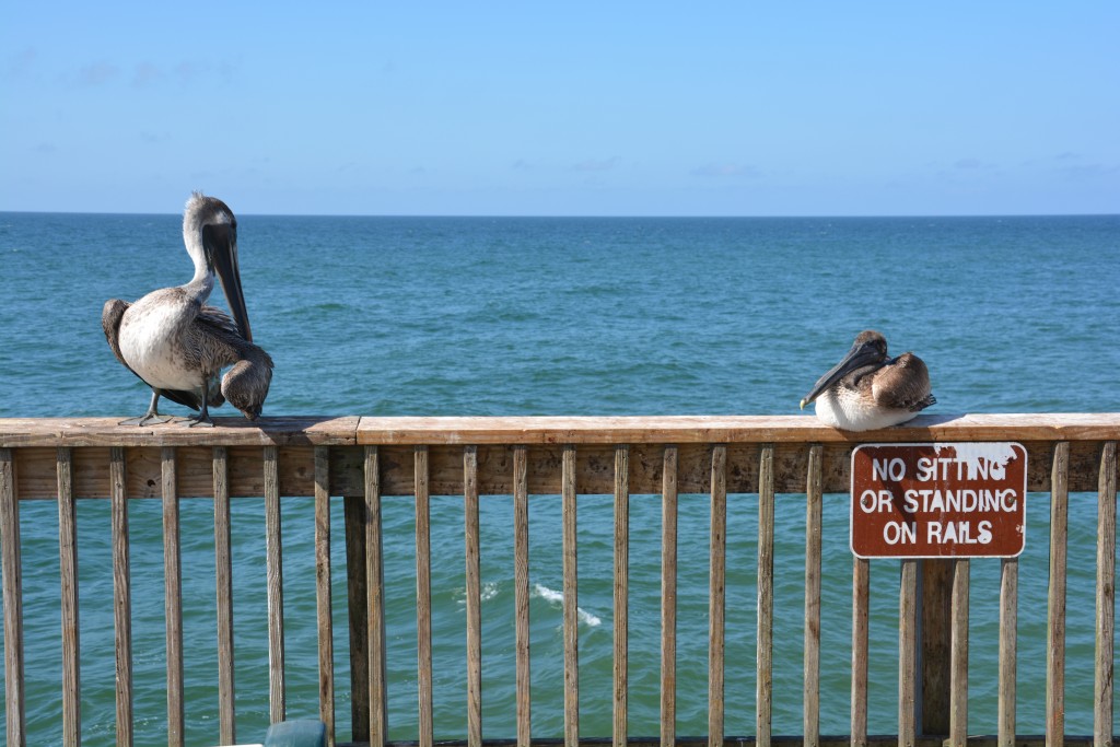 Proof yet again that the pelicans in Alabama can't read