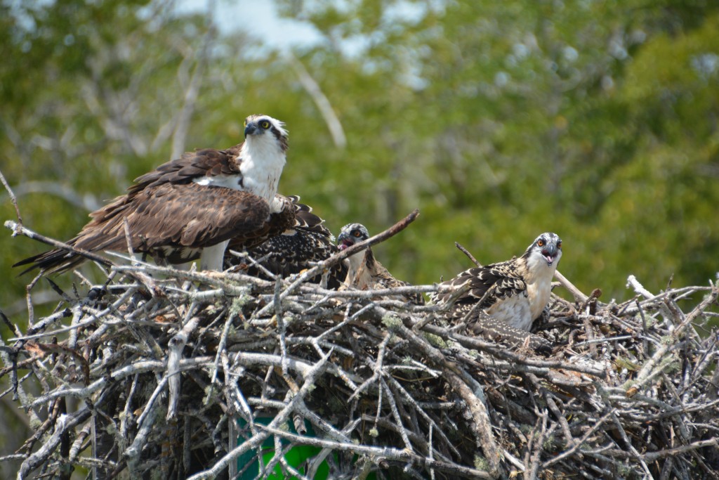 A pair of osprey feed their young in a nest in Everglades National Park