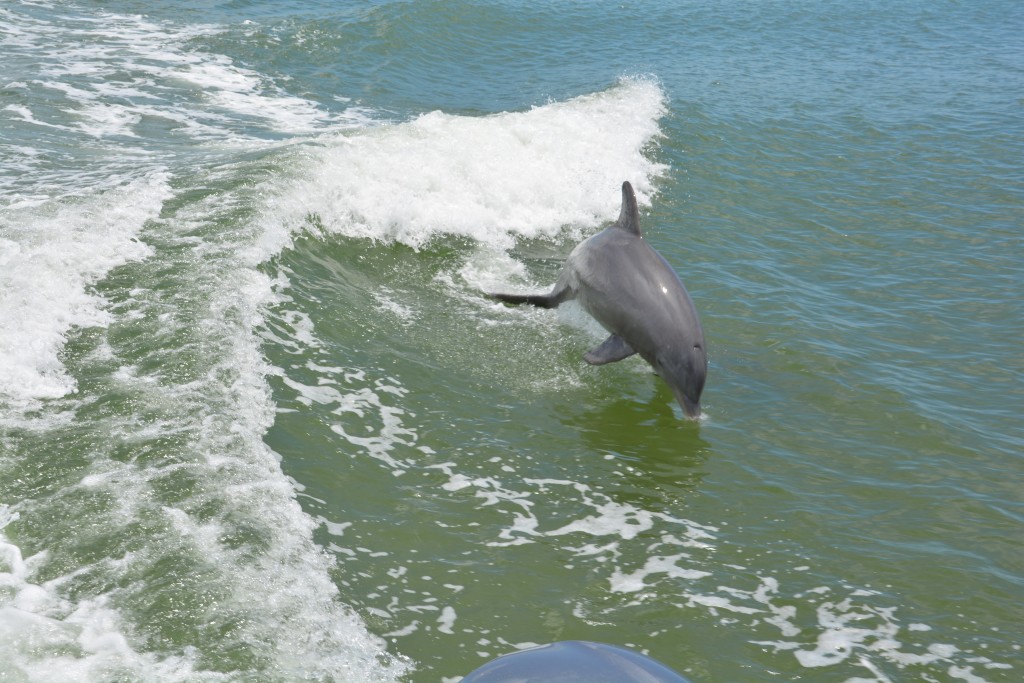 Dolphins joined us on our boat tour and played in our wake for quite a ways